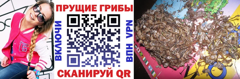Псилоцибиновые грибы мицелий  Великий Новгород 